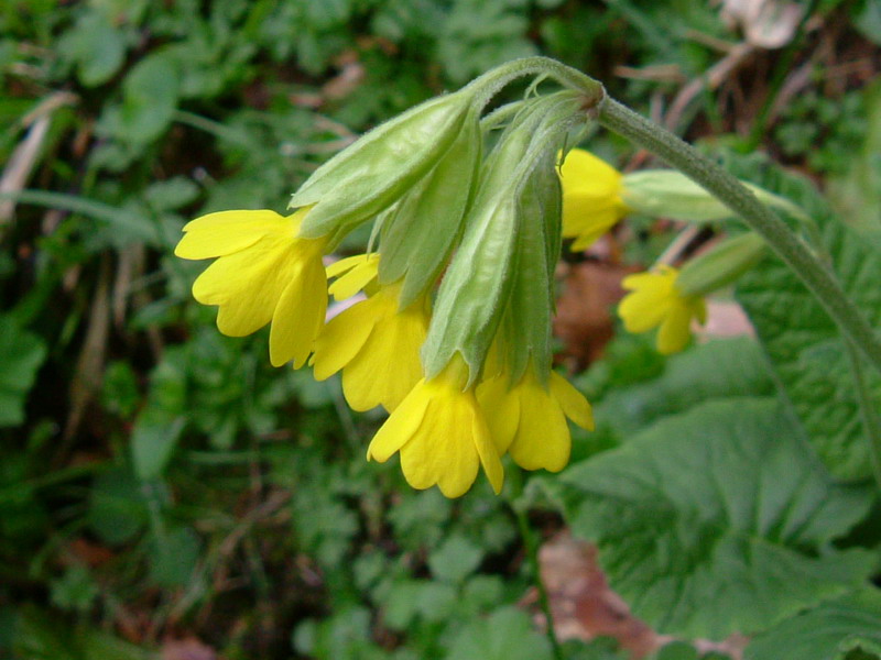 Primula veris / Primula odorosa